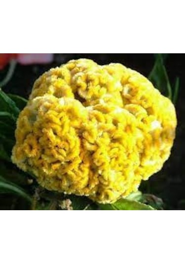 20 Adet Tohum Sarı Horoz İbiği Çiçeği Tohumu Tohumlu