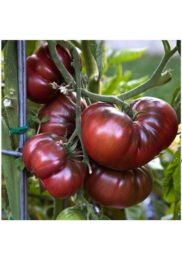 Siyah Kırım Domates Tohumu