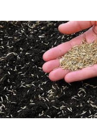 1KG Çim Tohumu İthal 3Lü Karışım Özel Çim Tohumu T