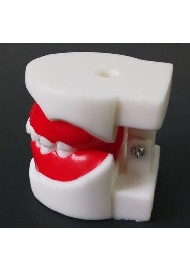 1 Adet Çocuklar İçin Diş Eğitim Modeli/Standart Diş Çocuk Diş Modeli Çocuk Diş Diş Modeli Öğretim Eğitim Ağız Bakımı 1 Pc For 6-9 Years Old