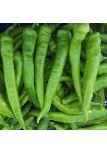 SunaGRi Sera Demre Sivri Biber Tohumu