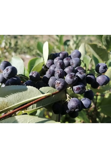 Anadolu Teknogıda Aronya Reçeli 640 G