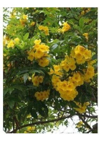 Sarı Acem Borusu Ağacı Tohumu[5 Adet Tohum]