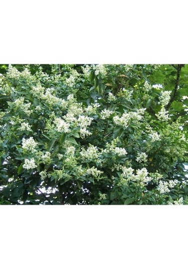 Fidan & Peyzaj - 10 Adet Ligustrum / Kurtbağrı /çit Bitkisi 1yaş