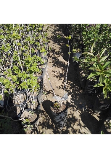 Çınar Kartopu Çiçeği Viburnum Opulus