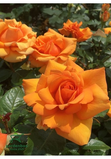Canlı Turuncu Renk Bahçe Gülü Yediveren 30-40cm Rose