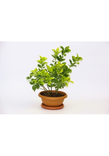 Bonsai Euonymus Japonica Aurea Ev Ofis Bitkisi