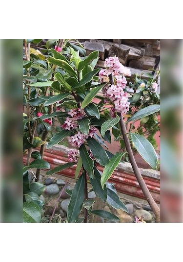 Kafkas Gülü Daphne Kokulu 40-60 Cm