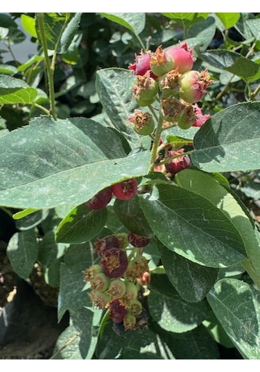 3 Yaş Tüplü Saskatoon Berry Northline 80-100 Cm