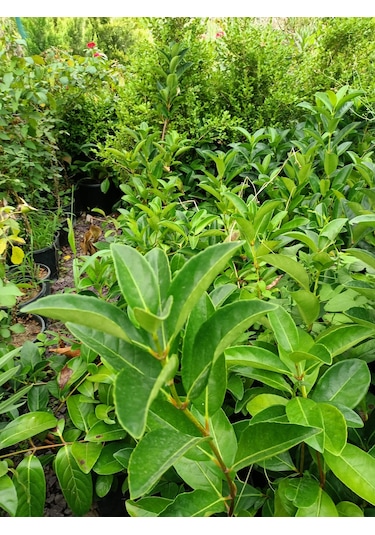 Yeşil Deniz Fidancılık Lisidum Kartopu Fidanı 50-100 Cm