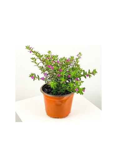 Beyaz Kufeya Çiçeği Fidanı 10-20 Cm