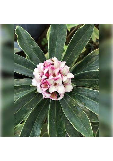 Kafkas Gülü Daphne Kokulu 40-60 Cm