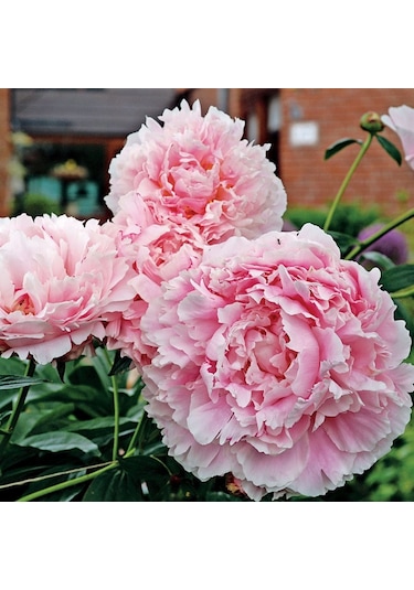Peonies Festiva Maxima Pink Şakayık Çiçeği Yumrusu-Rizomu 1  Adet