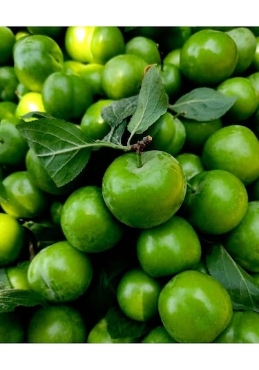 Erik Can Adet Papaz Sert Taze Yeşil5 Adet