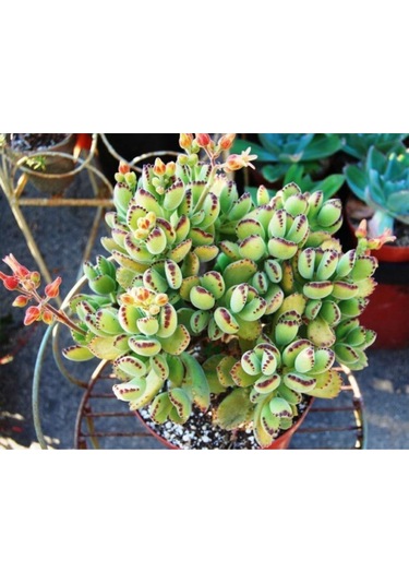 Cotyledon Tomentosa Sukulent Bitki Ayı Pençesi