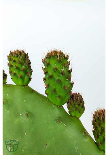 Dikenli İncir 3 Adet Saksısız Çelik Hint İnciri Kaynana Dili Frenk Yemişi Kürek Yemişi