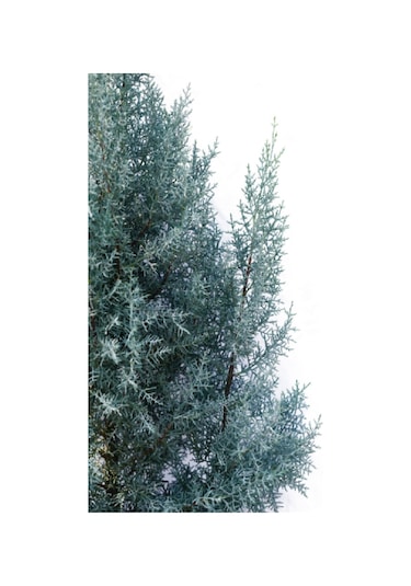 Mavi Servi Çam Fidanı