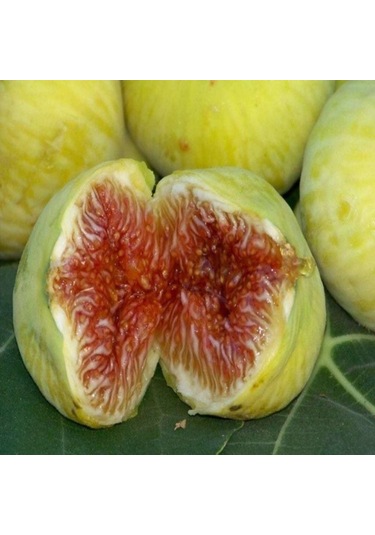 Tüplü İri Meyveli Mut Beyaz İnciri Fidanı Sofralık Kurutmalık