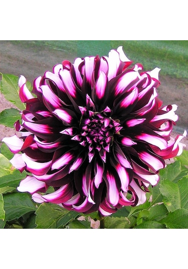 2 Adet Özel Renkli Dahlia yıldız Çiçeği Soğanı
