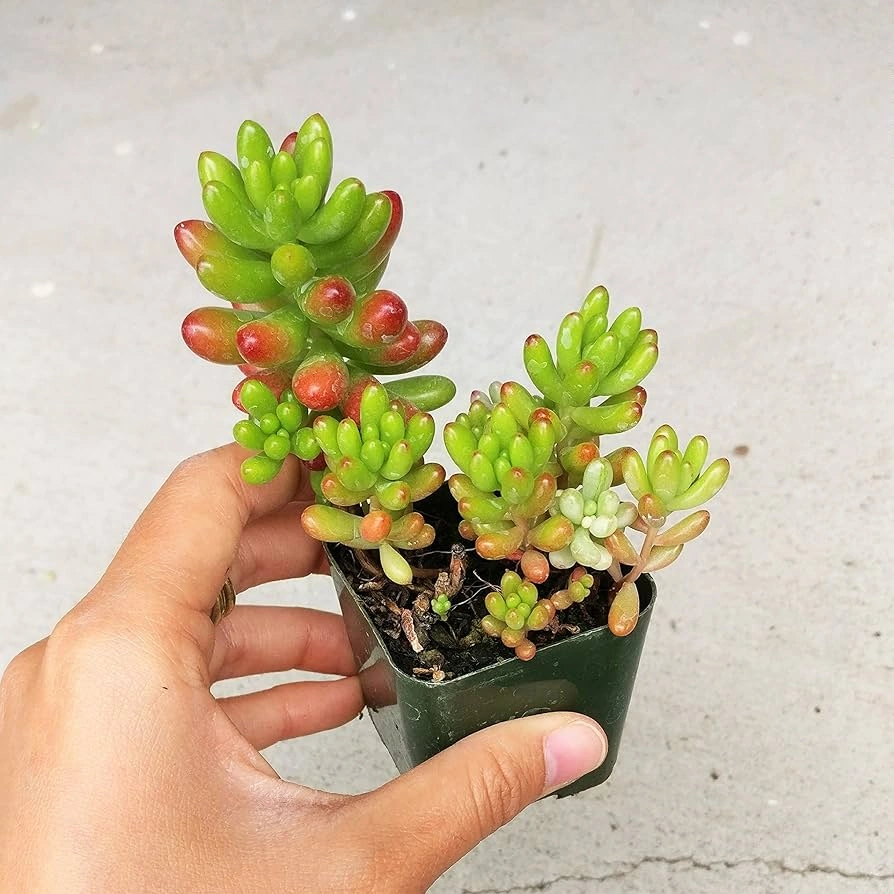 Mezar - Kabir Sedum Bitki Seti - 90 Adet 2 Çeşit Kurakçıl Bitki