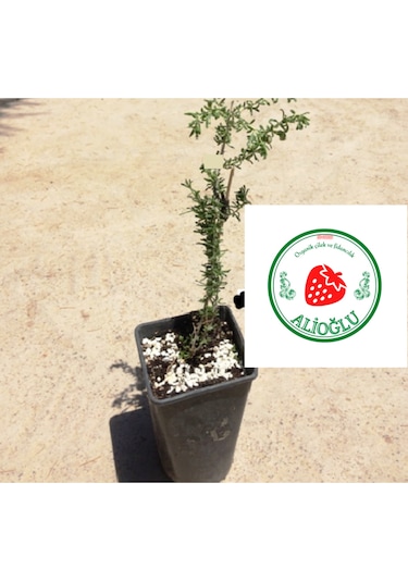 4 Adet Goji Berry