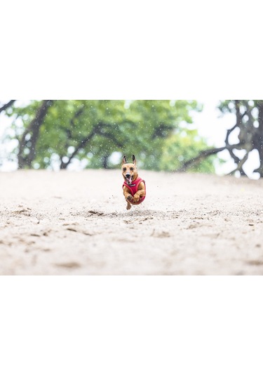 Beeztees Köpek Göğüs Tasması, Neopren, Kırmızı, S, 38-44cm Çok Renkli