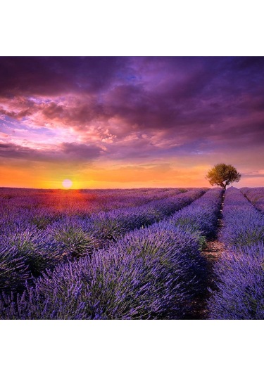 Lavanta Tohumu - Çok Yıllık Aromatik Parfüm Ve Kozmetik Endüstrisi İçin İdeal