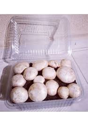 Kültür Mantarı Deneme Kiti Deneme Kompostu 2 Adet