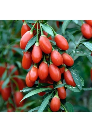2 YAŞ KIRMIZI GOJİ BERRY(KURTÜZÜMÜ) 100-120 CM