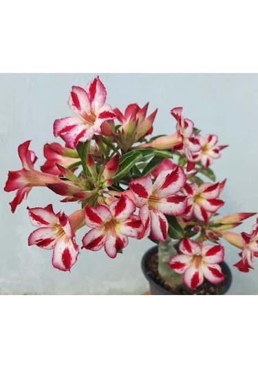 10 Adet Karışık Renklerde Adenium Çöl Gülü Tohumu