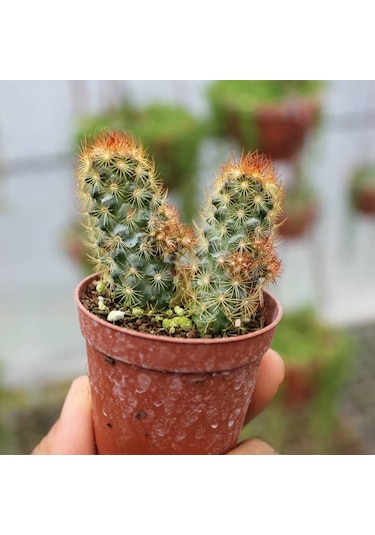 Kızıl Kaktüs - Radyasyon Düşmanı. 5.5 Cm Saksıda