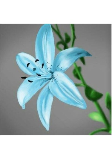 2 Adet Soft Mavi Kokulu Zambak Çiçek Soğanı