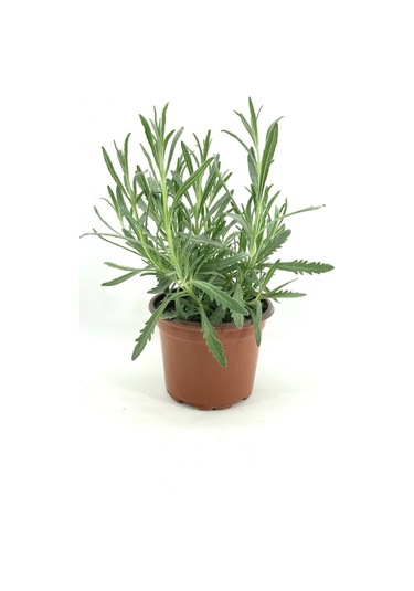 Lavanta Çiçeği Fidanı 5 Adet Saksıda 10-20 Cm