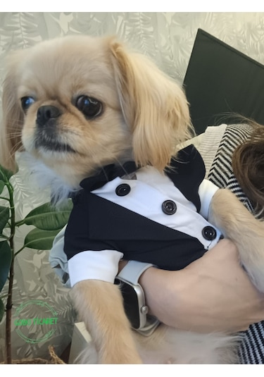 Gobo Papyonlu Smokin Damatlık Kedi Köpek Giyim Takım Elbise