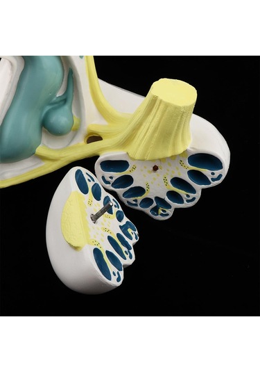 Suntek Büyütülmüş İnsan Kulağı Labirent Anatomik Yapı