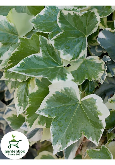 Hedera Helix Duvar Ağaç Sarmaşığı 1 Adet Saksılı 30-40cm