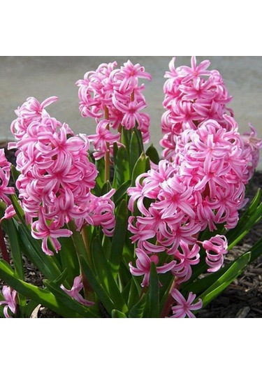 Hyacinthus Anna Marie Sümbül Soğanı 3 Adet