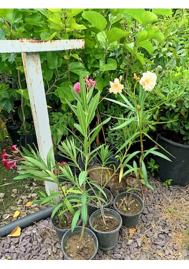 Yeşil Deniz Fidancılık Zakkum 40-90 CM