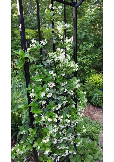 "beyaz Çiçekli Kokulu Arap Yasemini Fidanı - 1-2 Yaş Tüplü