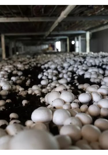 Kültür Mantarı Deneme Kiti Deneme Kompostu 2 Adet