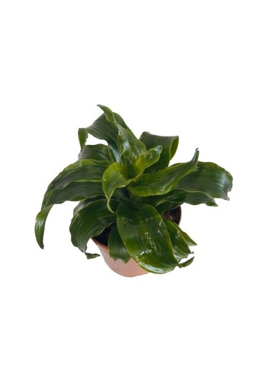 Dracaena Janet Craig