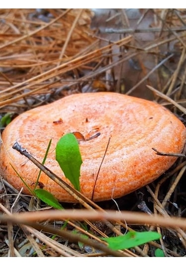 Kanlıca Mantarı Çintar Çam Melki Mantar Tohumu 100gr