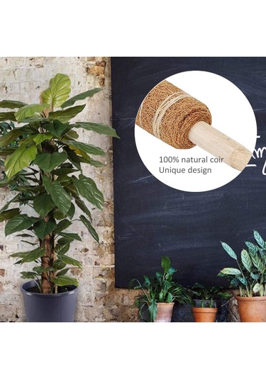 Symbee 45cm Hindistan Cevizi Kabuğu Kardeşot Stütünü, Bitki Tırmanma Desteği, Lifli Ve Kolay Kullanım, 2 Adet