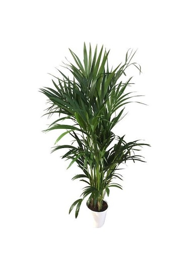 Howea Forsteriana Kentia Palmiyesi İthal 24cm Ø H:180