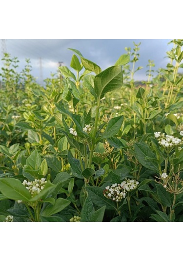 Yaprak Dökmeyen Kartopu Fidanı 'viburnum Tinus'