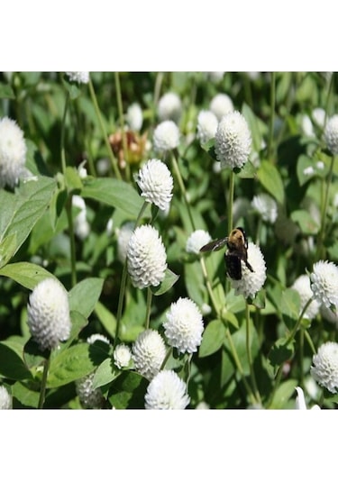 10 Adet Tohum Nadir Bulunan Beyaz Medine Çiçeği Tohumu Medine Çiçek Tohumu Saksı Toprak Hediyemiz