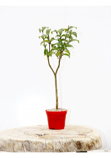 Bonsai Ligustrum Japonicum 3 Adet - Hediyelik Kırmızı Saksıda