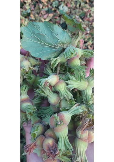 Fındık Fidanı 2 Adet Aşılı