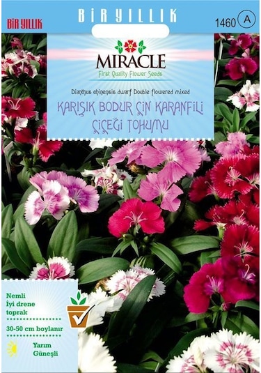 Miracle Karışık Renkli Bodur Çin Karanfili Çiçeği Tohumu 100 Tohum