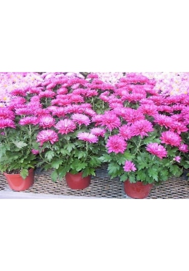 Mor Kasımpatı Krizantem Chrysanthemum Saksılı 10-20 Cm